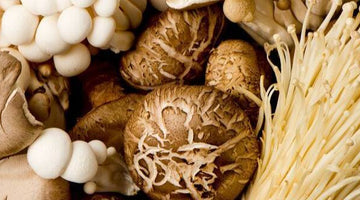 Mushrooms that Fight Cancer and Boost the Immune System