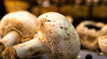 Mushrooms: From Myths to Facts